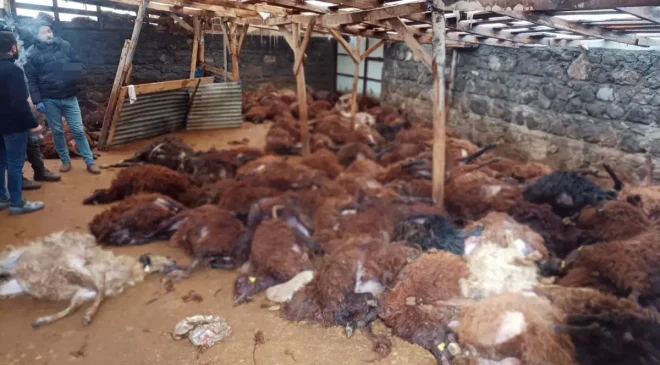 Sabah ahırına giden vatandaş, gördüğü manzara karşısında yıkılıp kaldı